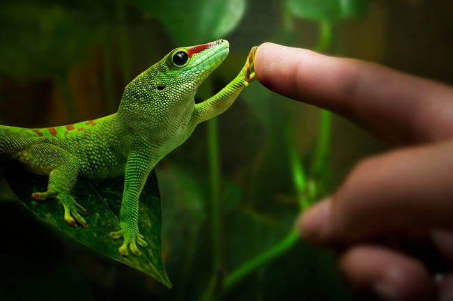 gecko toe hair