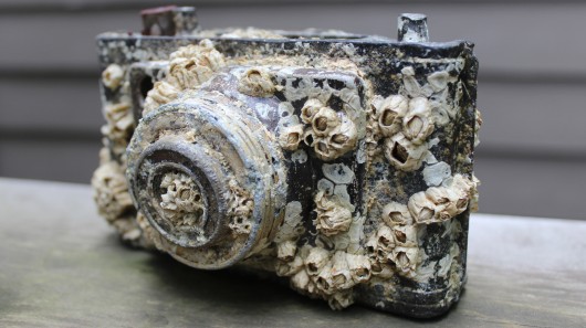 A barnacle-encrusted camera found by Gizmag writer Ben Coxworth 