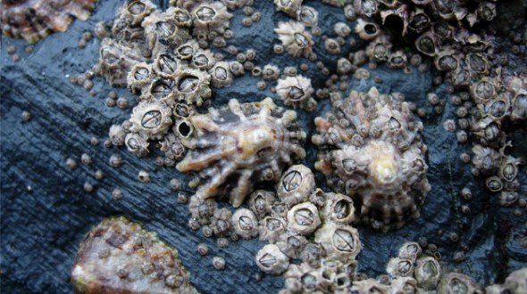 Barnacles